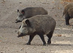 Wildschweine